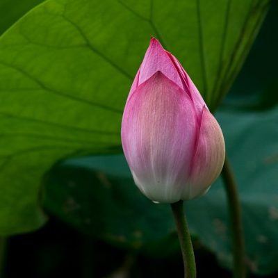 Introduction to ‘Blossoming of Pearls: Your Own.