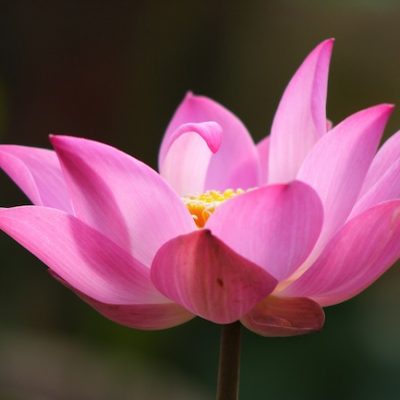Open Pink Lotus | Root of the Lotus