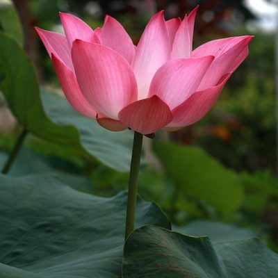 Photo: pink lotus | Root of the Lotus