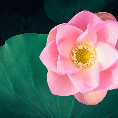 Lotus flower