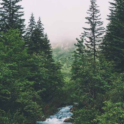 Forest and river, photo by Tomasz Gawlowski, Unsplash