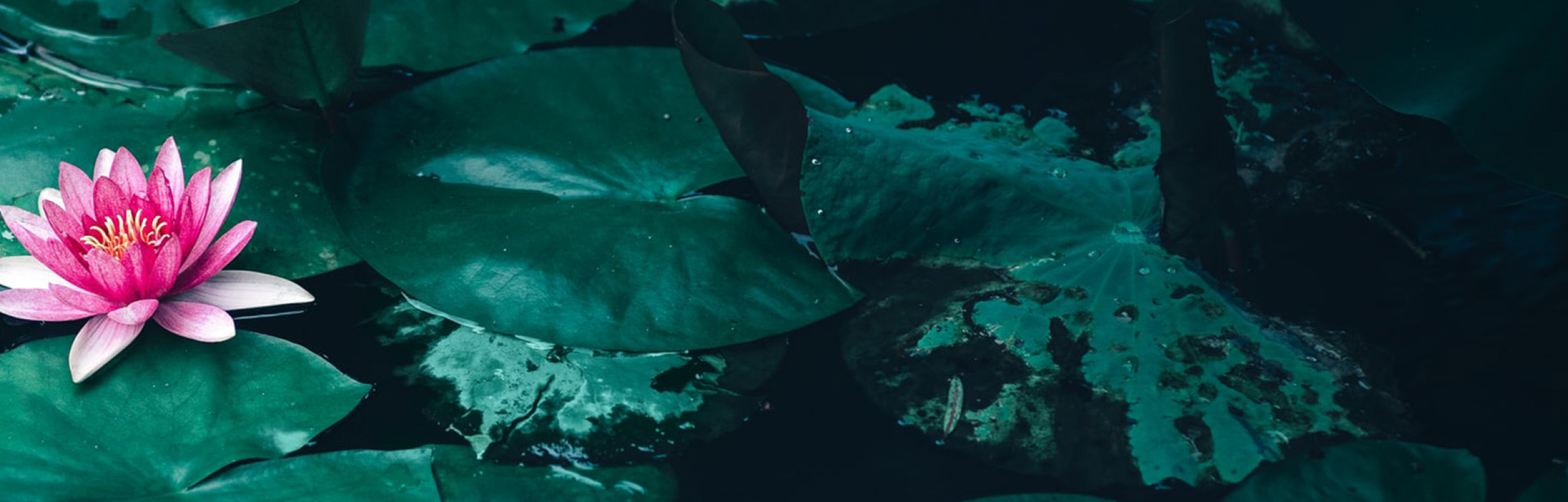 Lotus flower. Photo by cheng-feng-kkdzHCrHjgU on unsplash