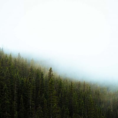 treeline with fog