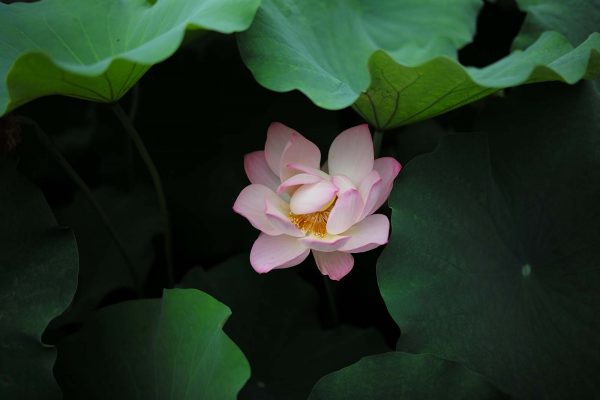 Lotus flower